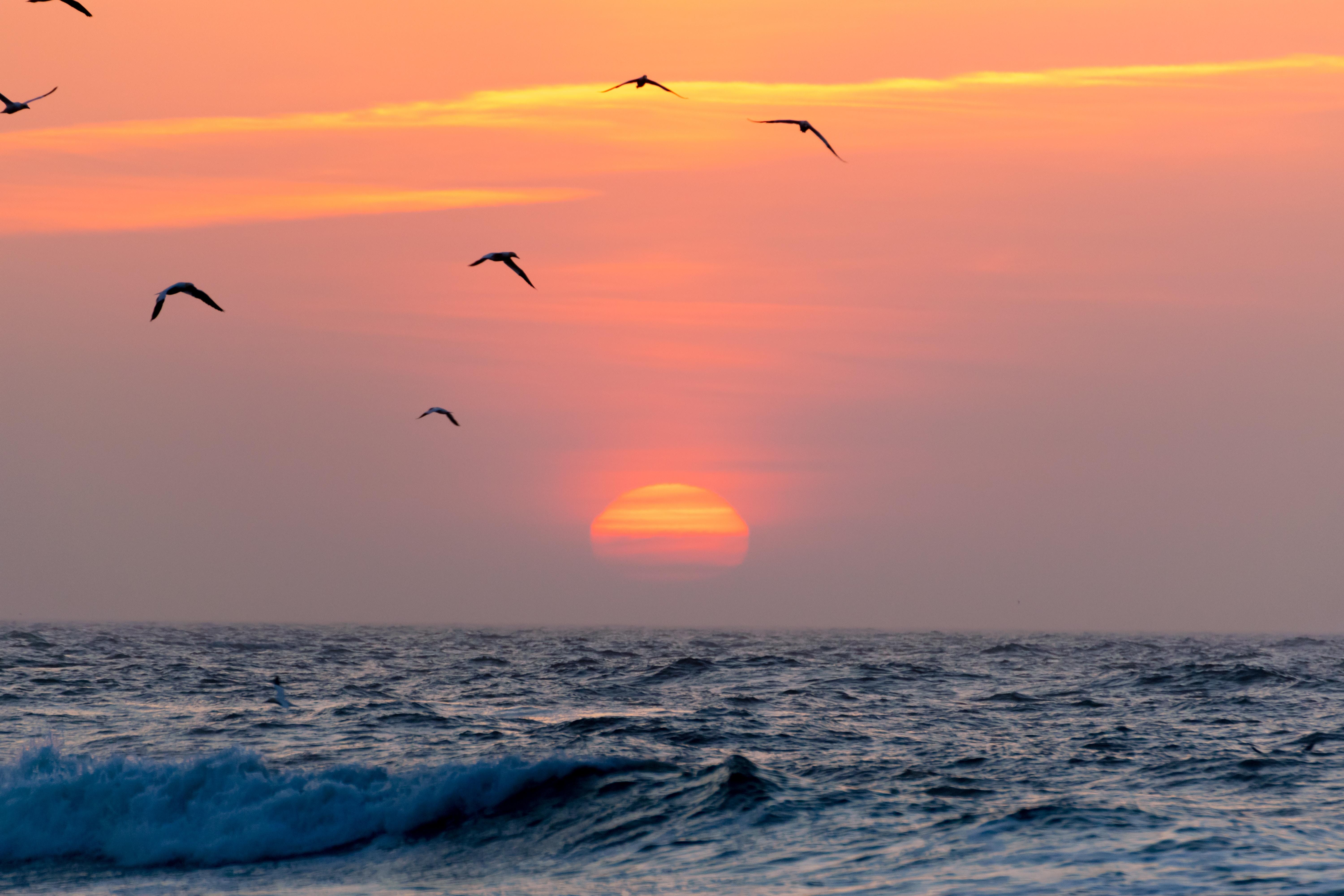 6000x4000 6000x4000 sunrise, flying birds, beach, birds, bird silhouette, open sea, sea, ocean, Free , silhouette, horizon, sky, wafe, sun, orange sky. Mocah HD Wallpaper