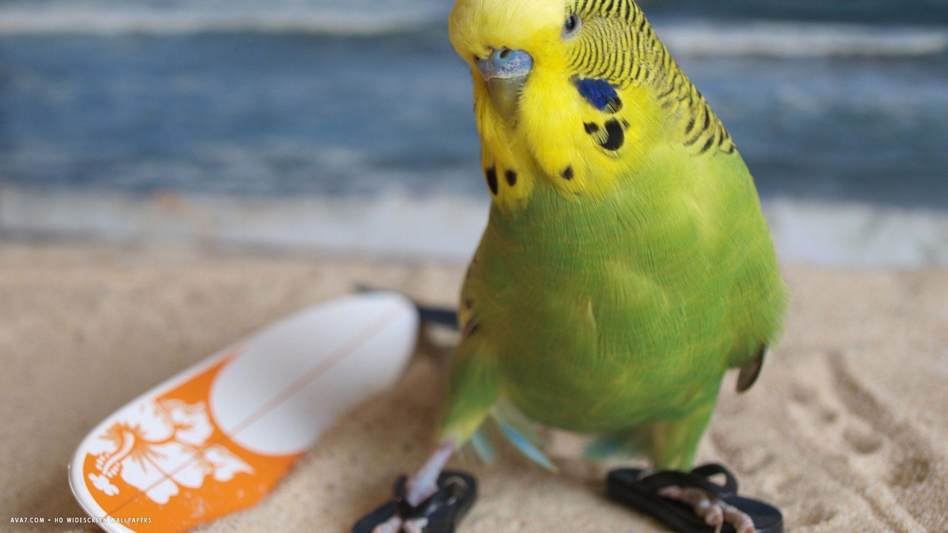 1920x1080 Funny Birds Wallpaper