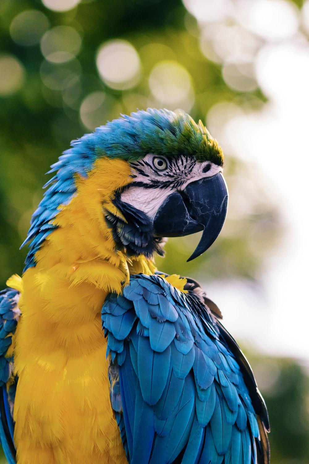 1000x1500 Beach Bird Picture. Download Free Image