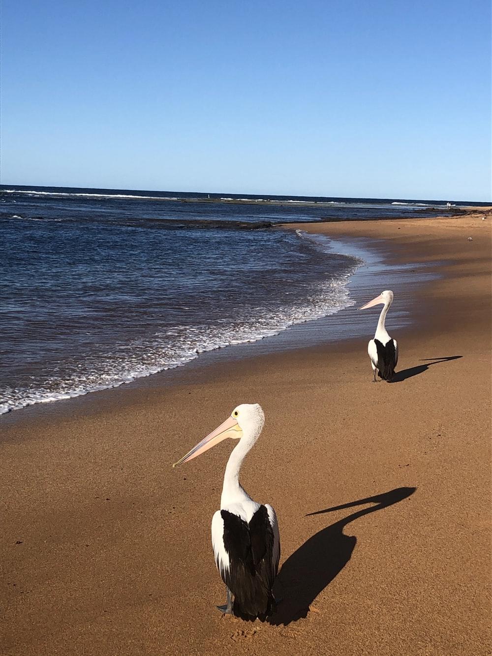 1000x1333 Sea Birds Picture. Download Free Image