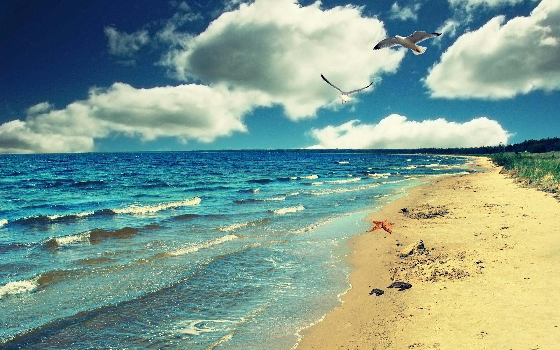 1920x1200 Perfect Ocean Beach & Birds wallpaper. Perfect Ocean Beach & Birds
