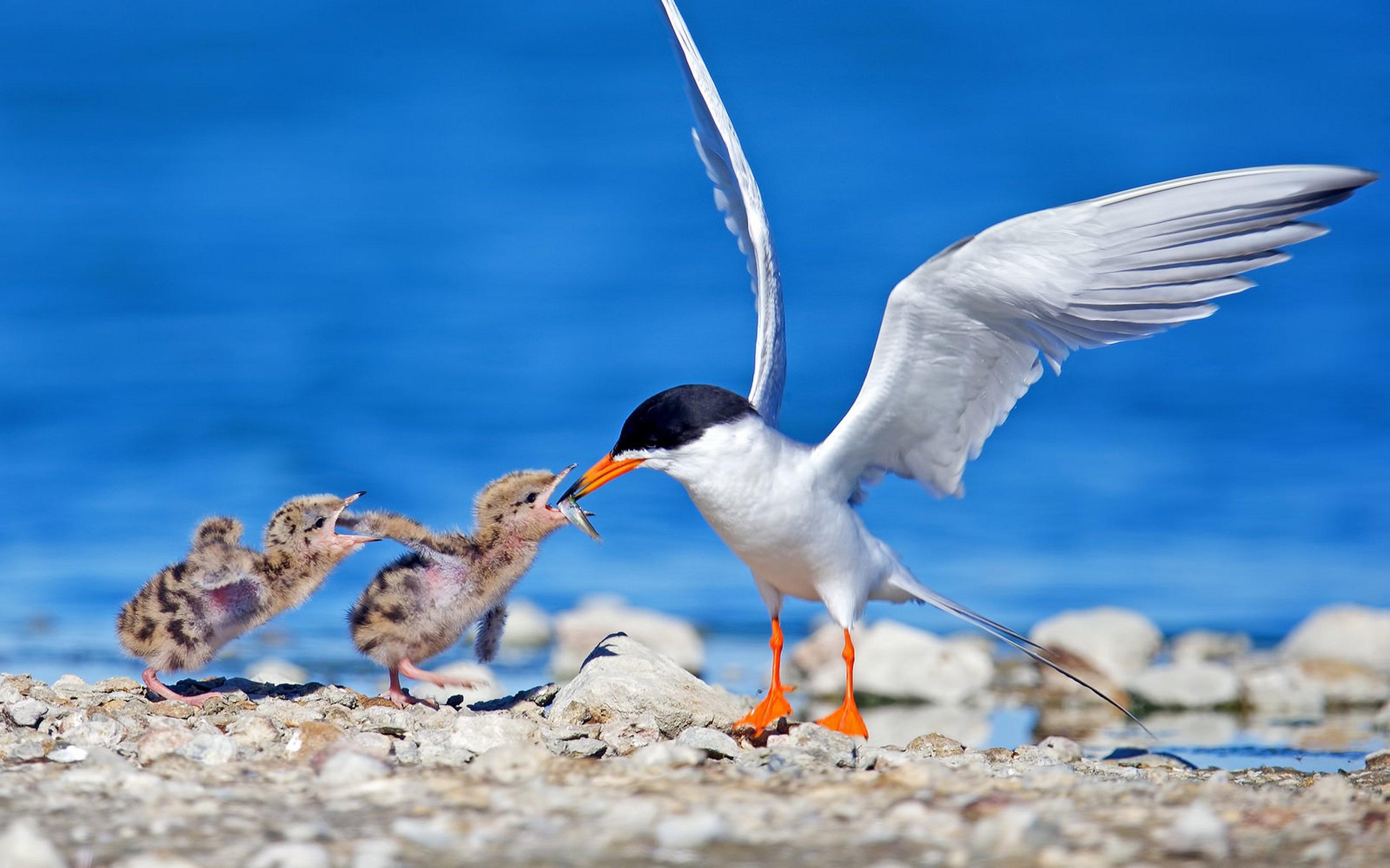 2880x1800 Bird 4K wallpaper for your desktop or mobile screen free and easy to download
