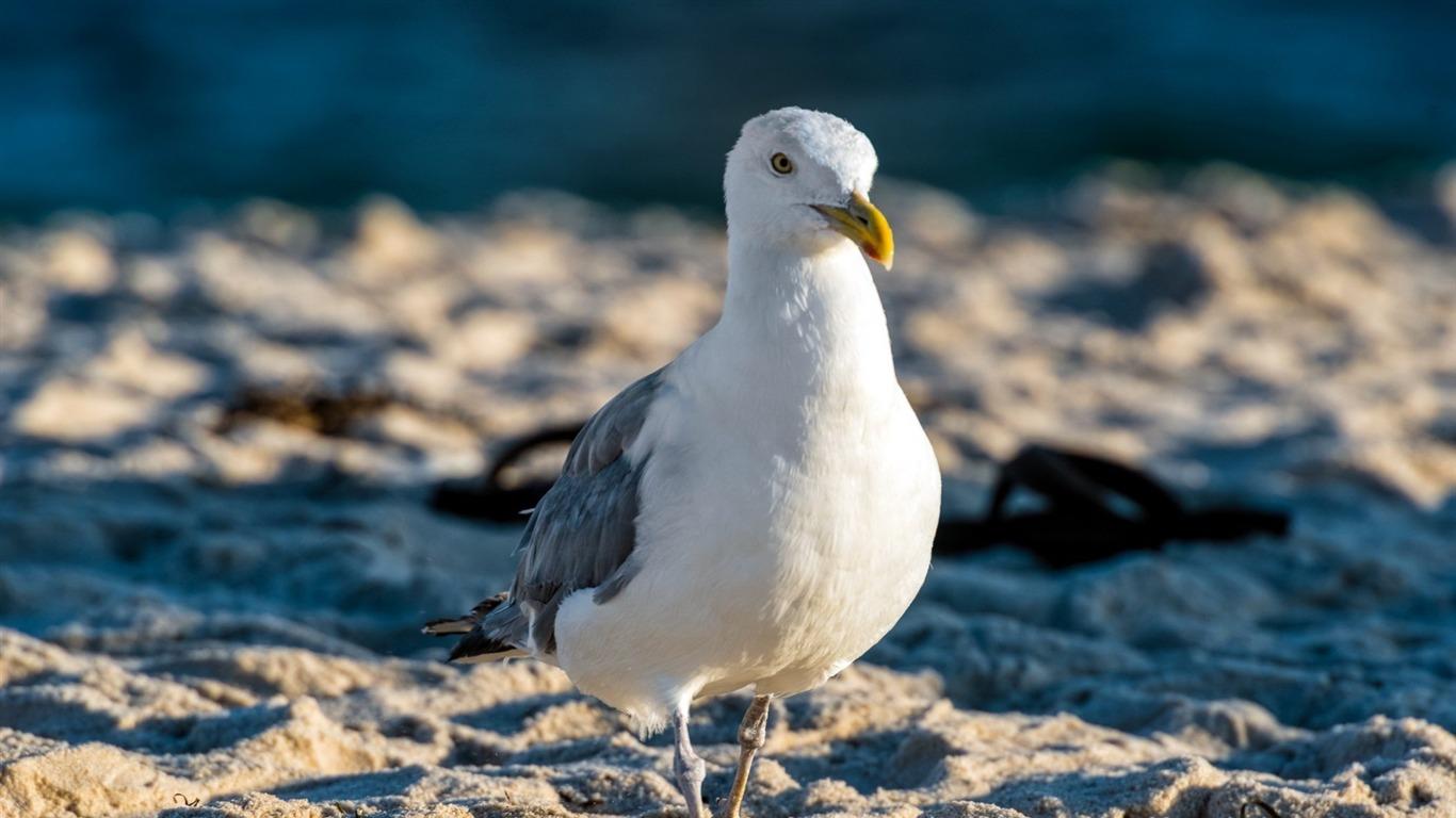 1366x768 Seagull Beach Bird Animal Photo Wallpaper