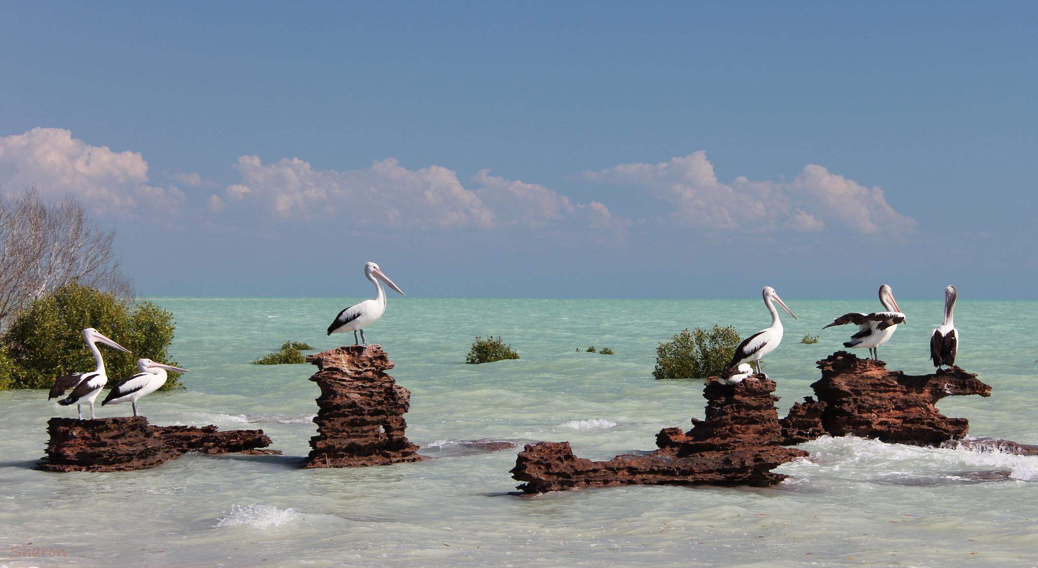 2048x1120 Pelican HD Wallpaper