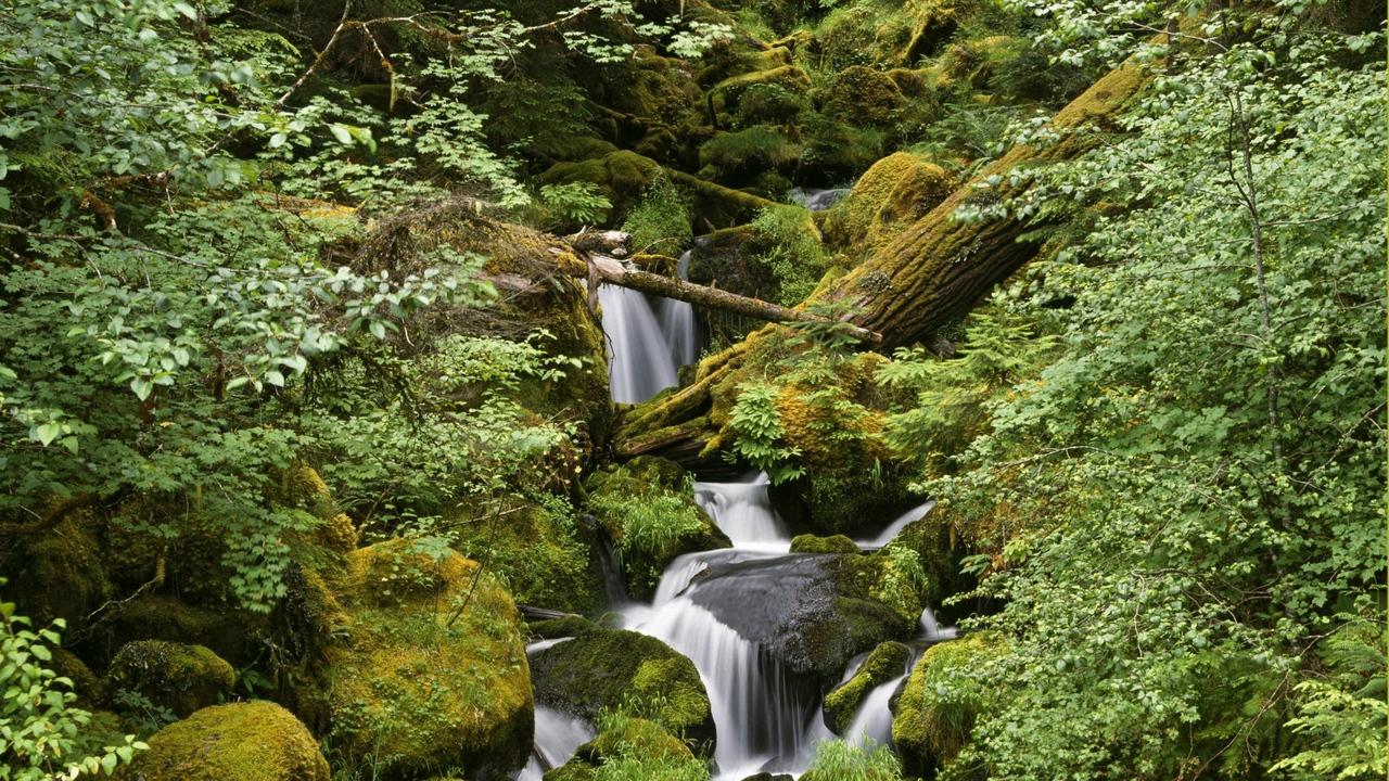 1280x720 Wallpaper humidity stream leaves greens wood moss stones noise water trees