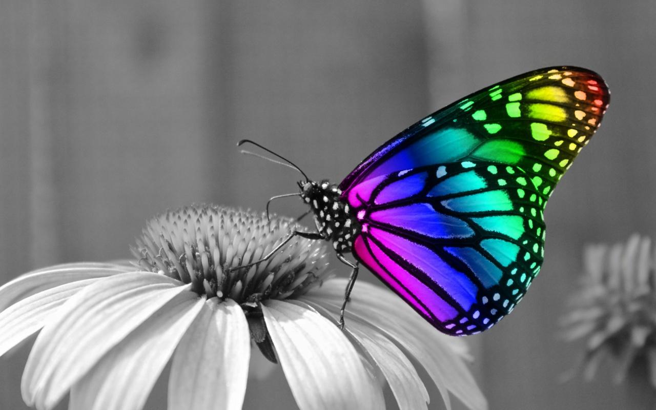 1280x800 Rainbow Butterfly desktop PC and Mac wallpaper