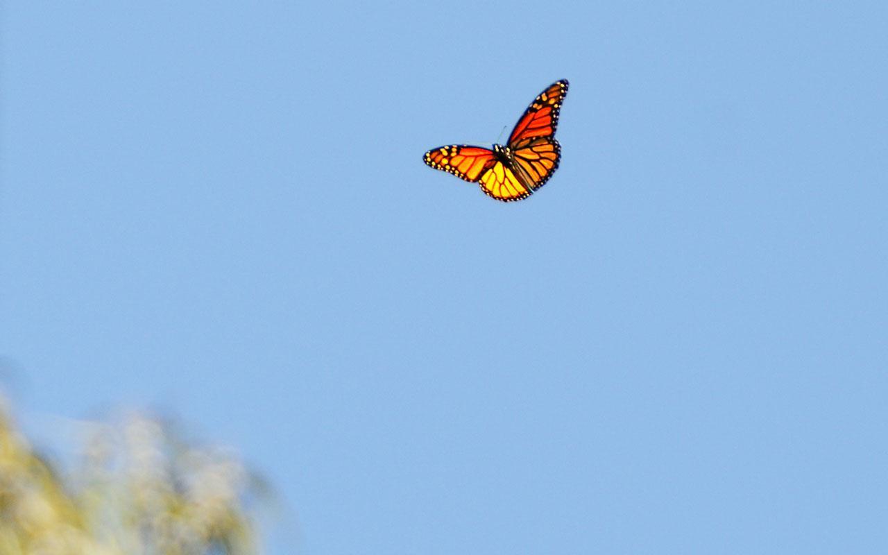 1280x800 Monarch Butterfly Wallpaper, Butterfly Wallpaper HD Wallpaper
