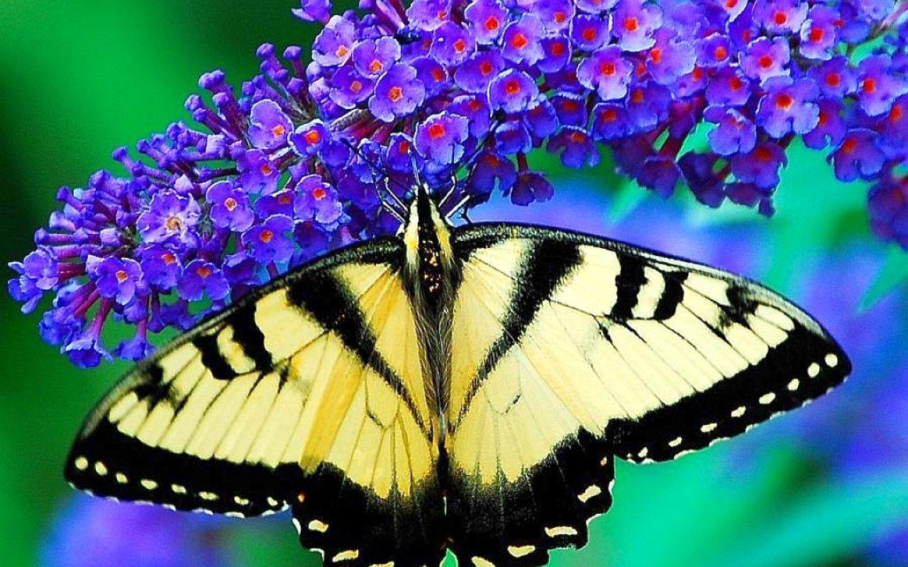 1280x800 Butterfly wallpaper 1280x800 desktop background