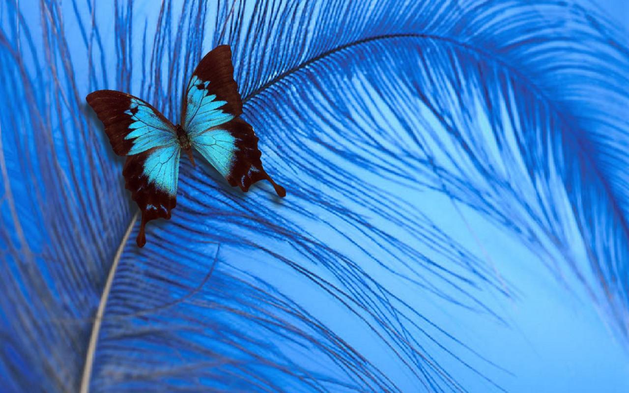 1280x800 Blue Butterfly Butterfly Image HD