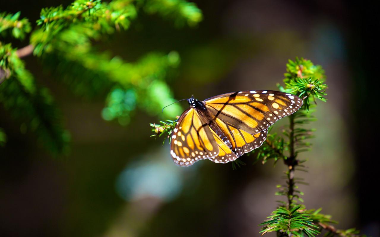 1280x800 Download wallpaper: Monarch butterfly 1280x800