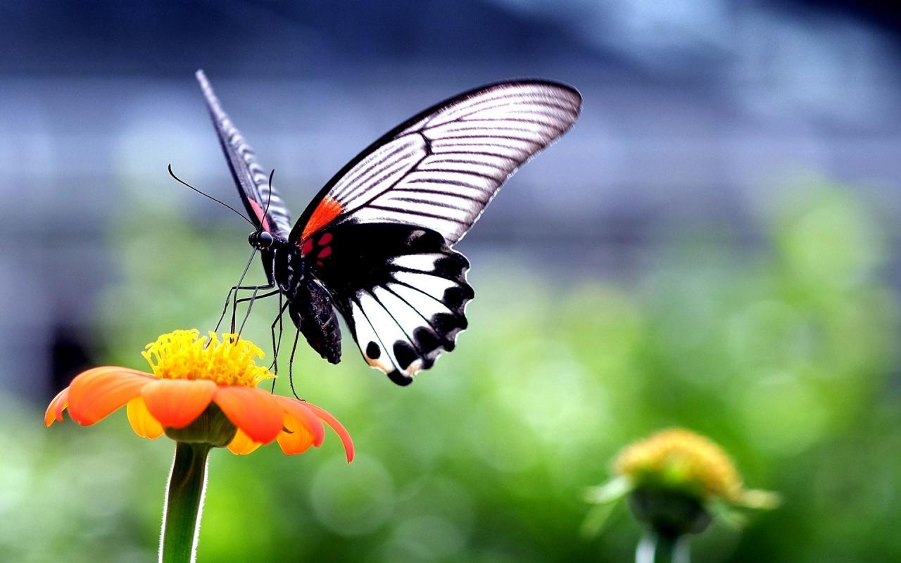 1280x800 Beautiful Butterfly on Orange Flower 1280 x 800 widescreen Wallpaper