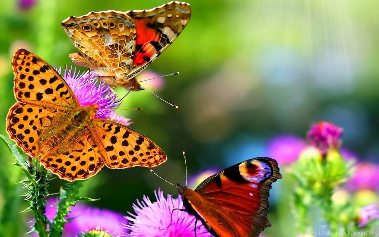 1280x800 HD Butterfly Wallpaper Free Download Desktop Background