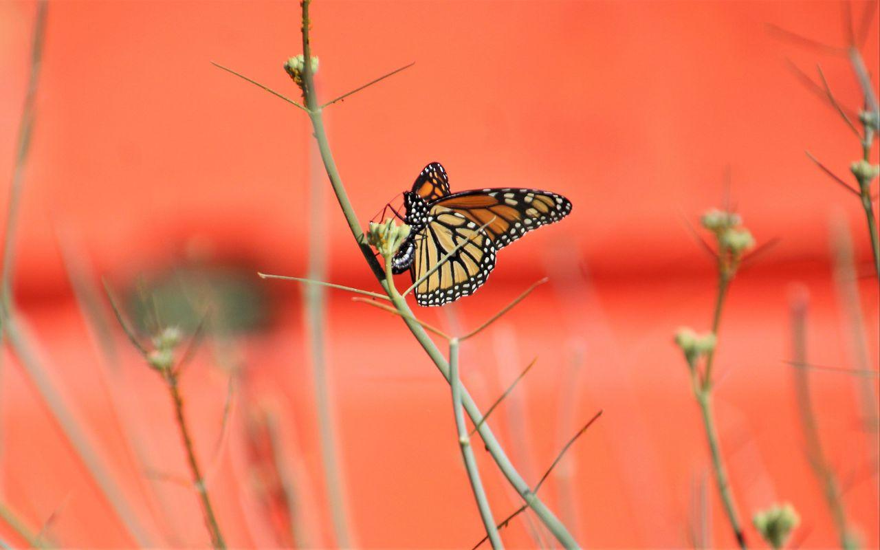 1280x800 Download wallpaper 1280x800 butterfly, wings, branches, pattern widescreen 16:10 HD background