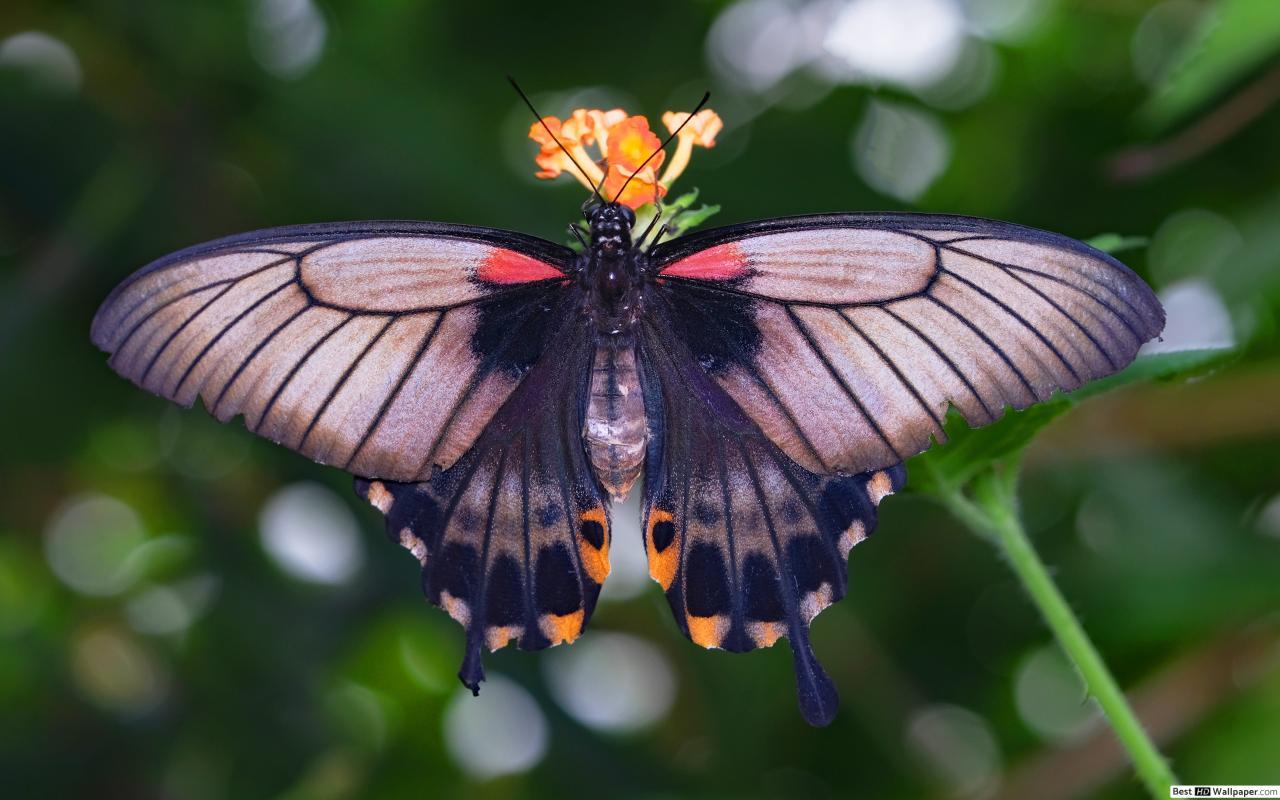1280x800 Purple butterfly HD wallpaper download