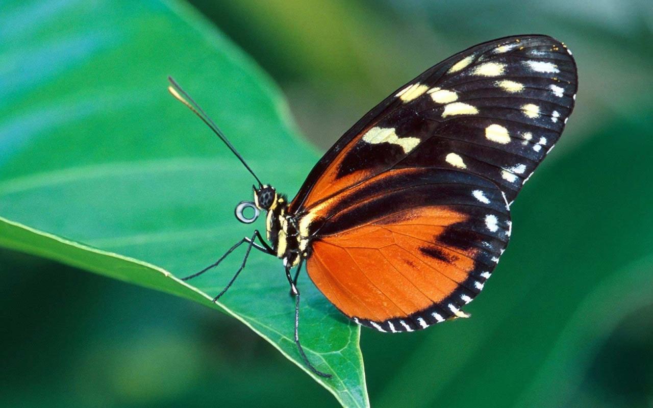 1280x800 black and orange colored butterfly wallpaper x 800