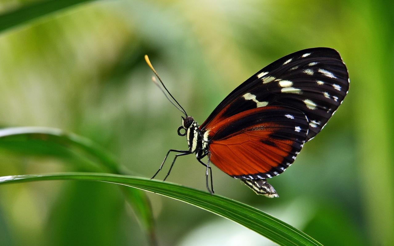 1280x800 Butterfly Sits On A Leaves Wallpaper