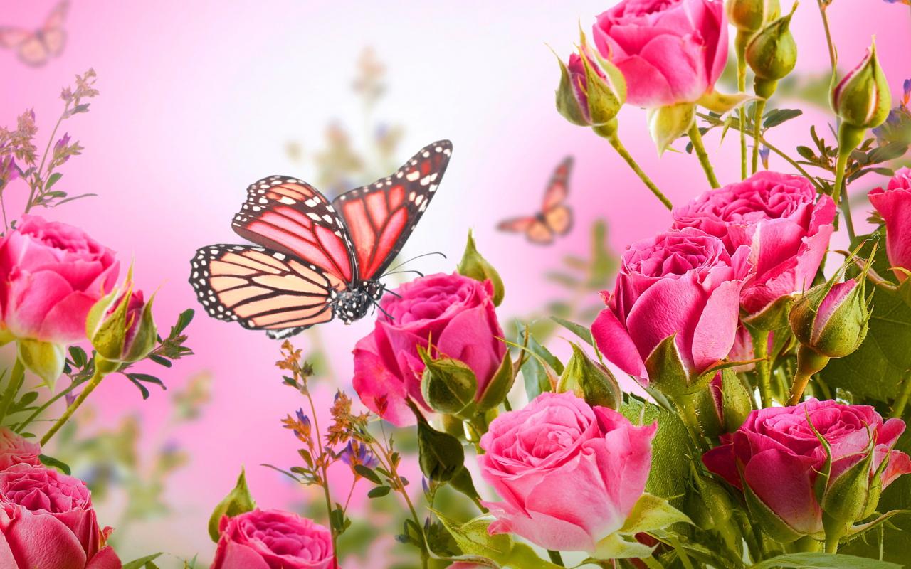 1280x800 Rose Butterfly Wallpaper for 1280x800