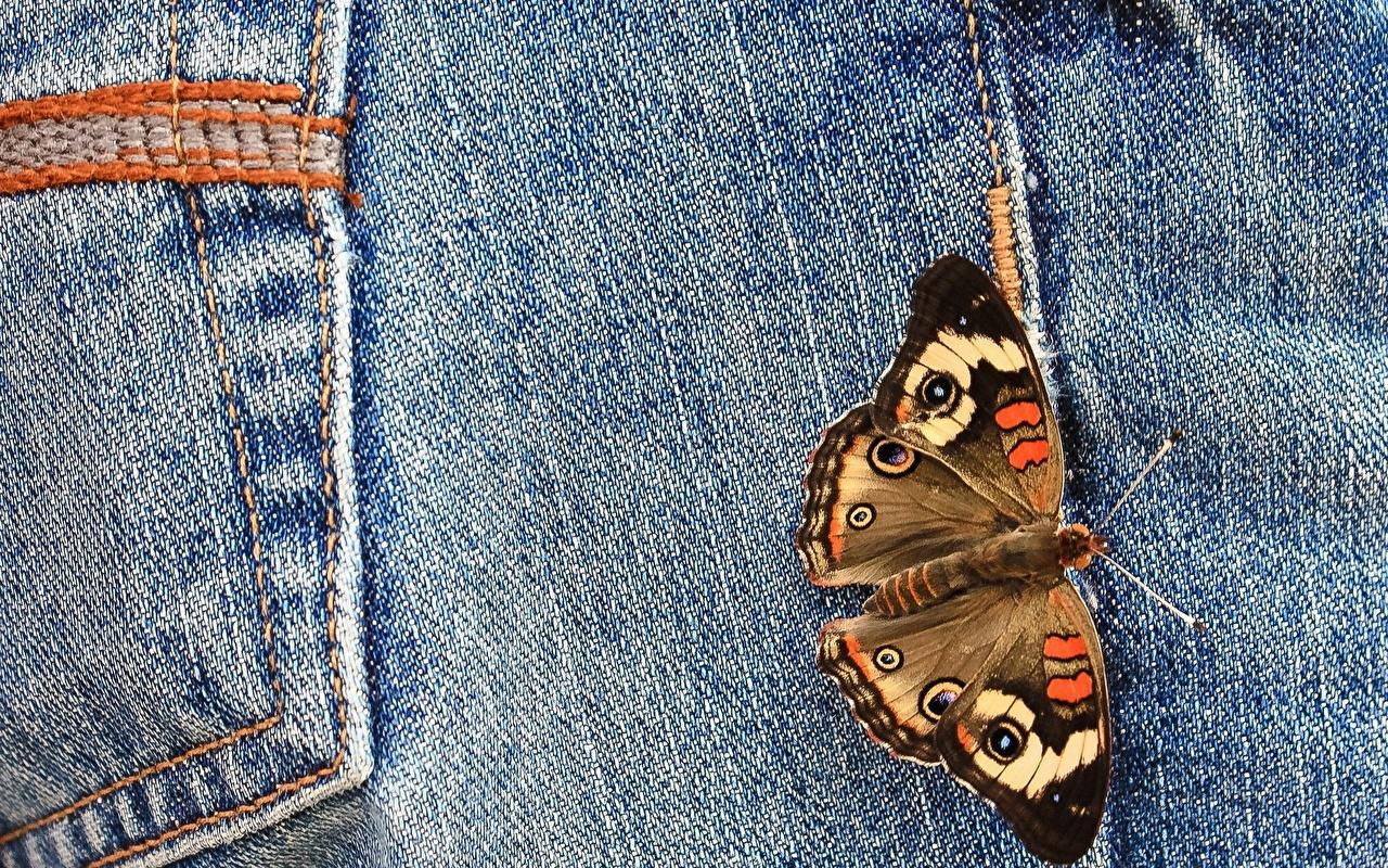 1280x800 Desktop Wallpaper Butterflies Jeans animal Closeup