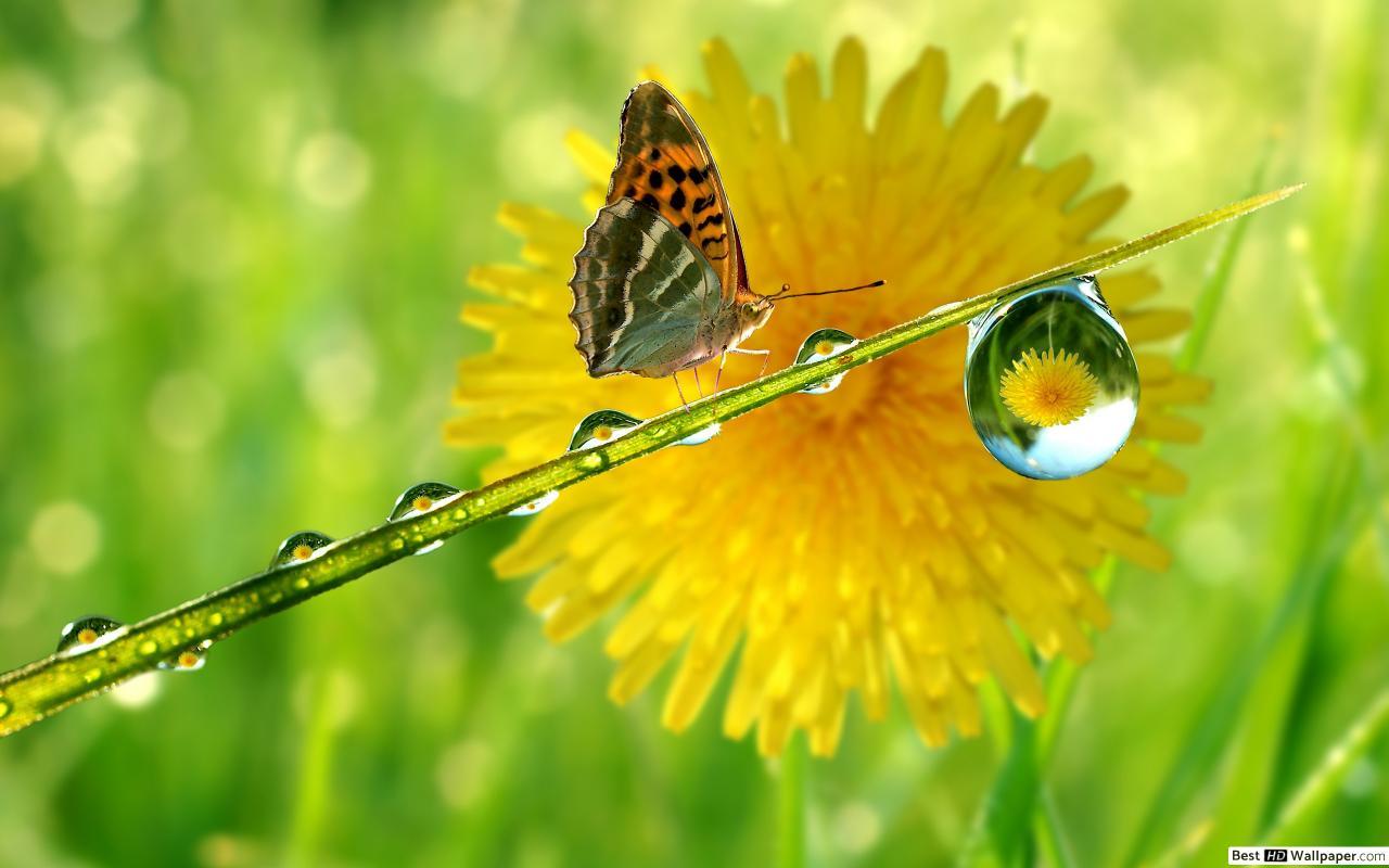 1280x800 Thirsty butterfly HD wallpaper download