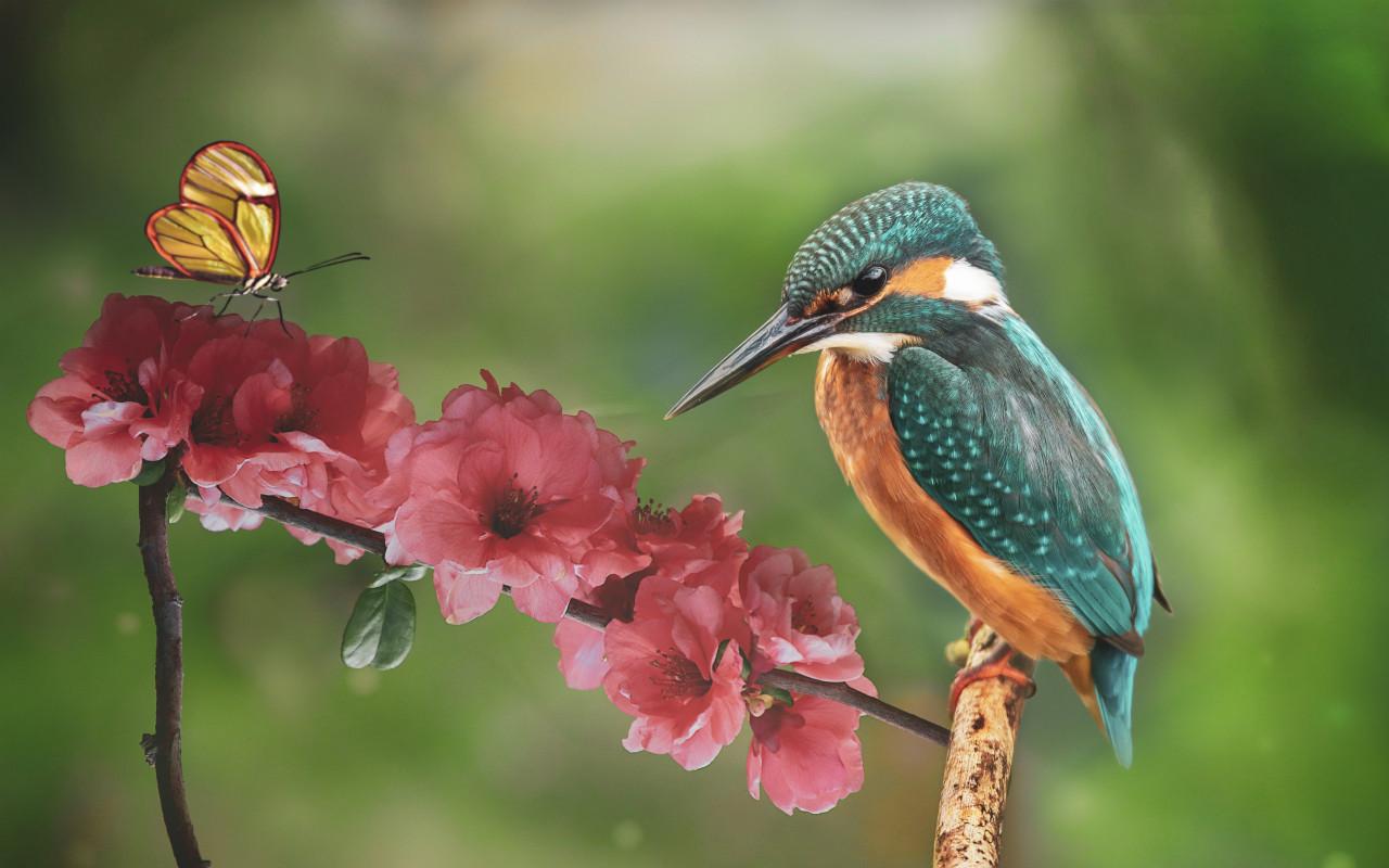 1280x800 Download wallpaper: Kingfisher and the butterfly 1280x800