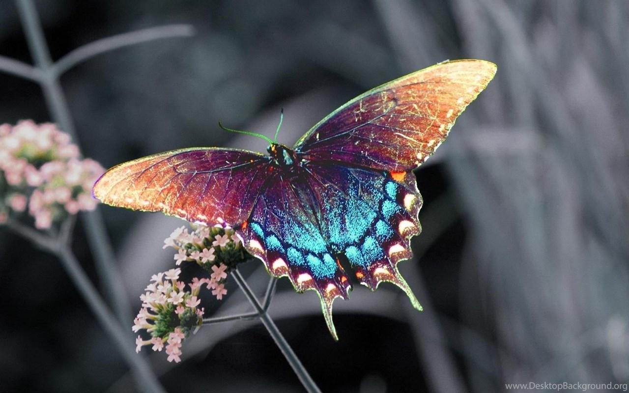 1280x800 Butterfly Wallpaper High Resolution Background 38488 Full HD. Desktop Background