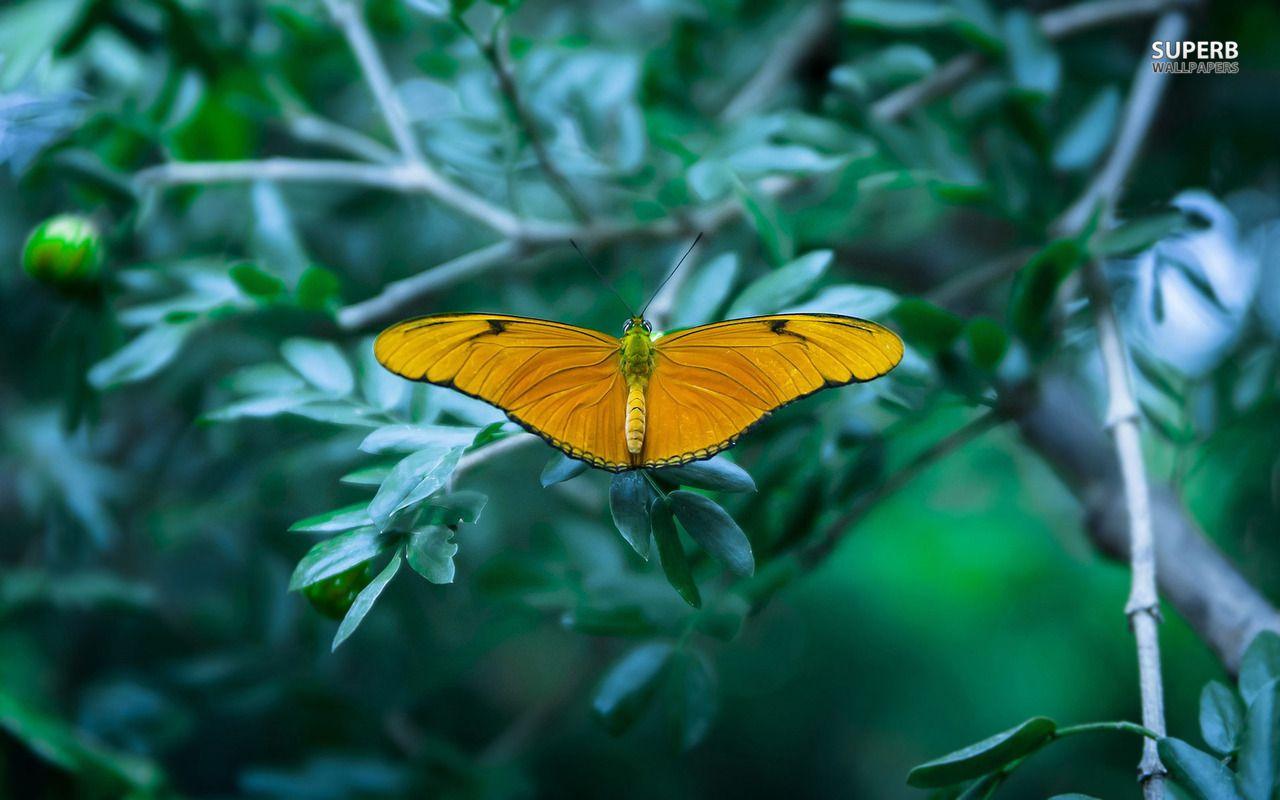 1280x800 Yellow butterfly wallpaper. Pet birds, Butterfly wallpaper, Yellow butterfly