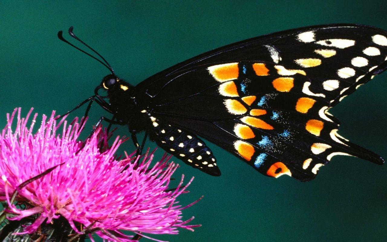 1280x800 Beautiful Butterflies wallpaper in 1280x800 resolution
