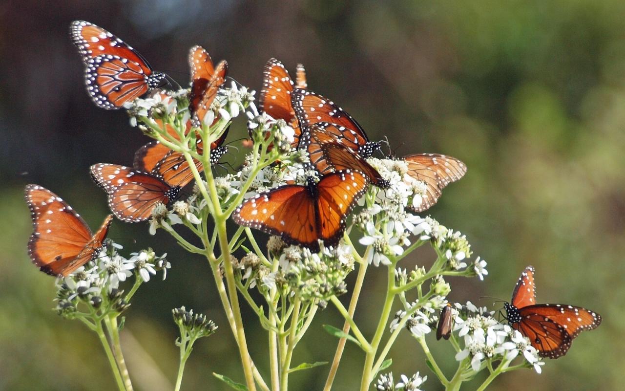 1280x800 Brown Butterflies HD Wallpaper