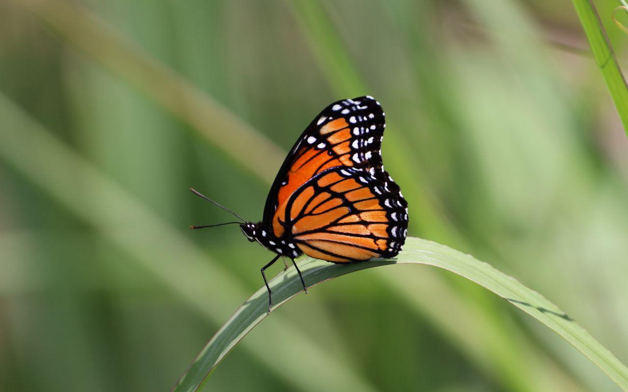 1280x800 Download wallpaper 1280x800 butterfly, wings, pattern, leaf widescreen 16:10 HD background