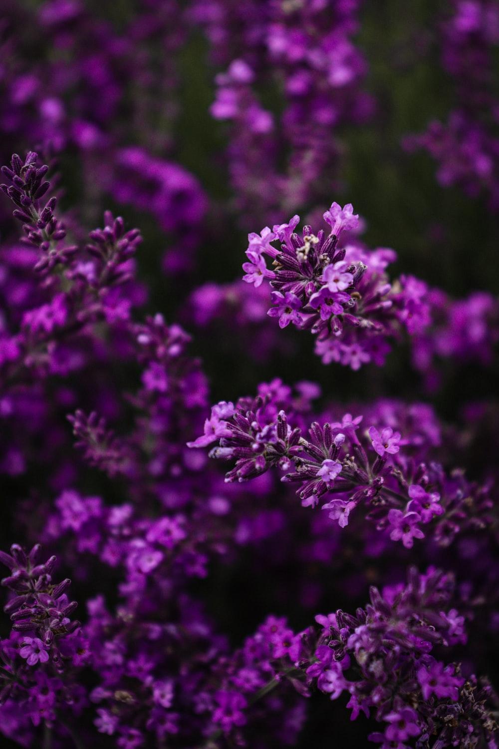 Beautiful Purple Flowers Wallpapers - Top Free Beautiful Purple ...