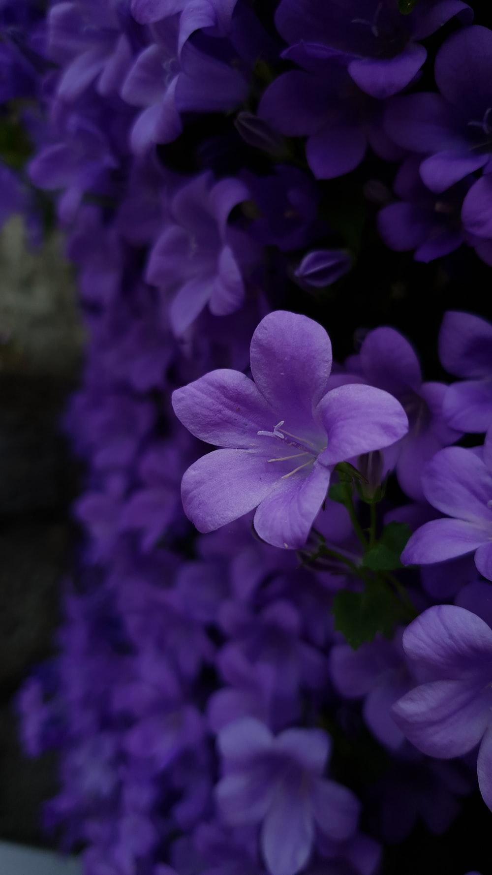 1000x1778 Purple Flower Picture. Download Free Image
