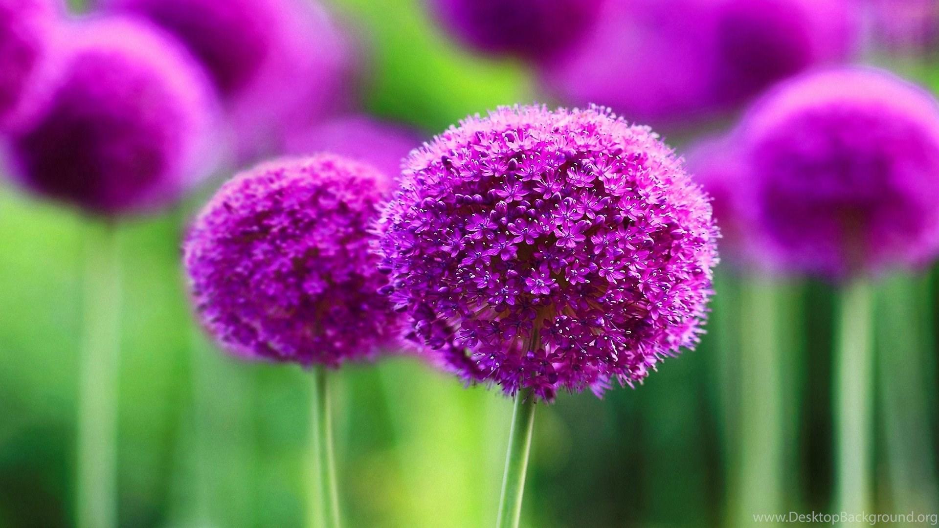 1920x1080 Flower Wallpaper: Beautiful Purple Flower Wallpaper High Quality. Desktop Background