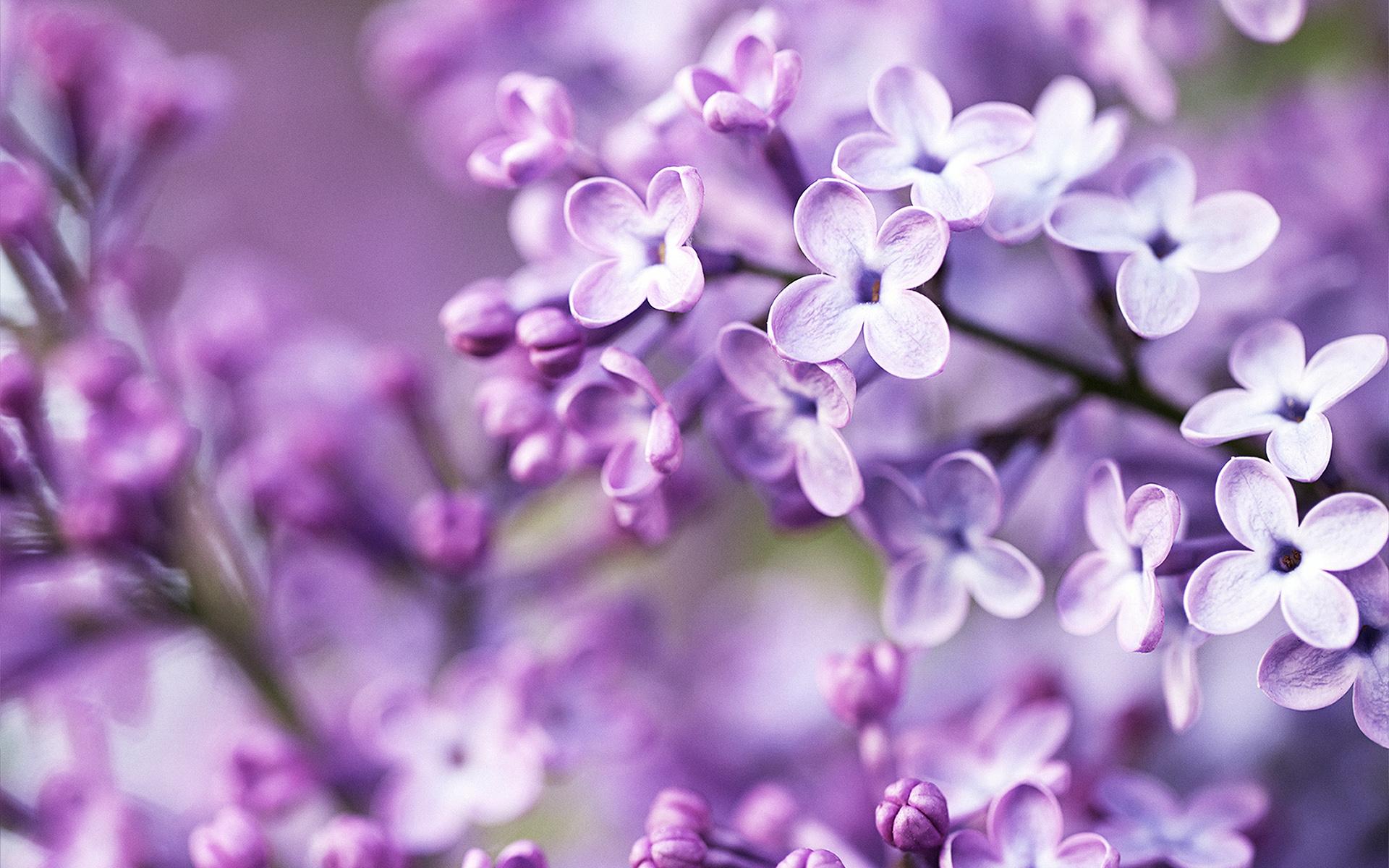 1920x1200 Purple Flowers Wallpaper Background