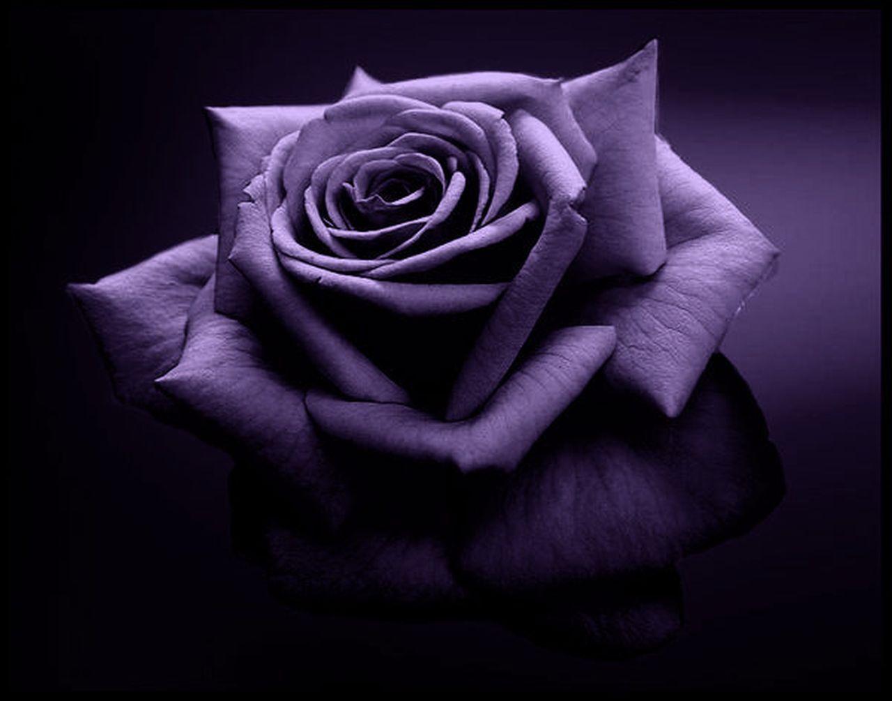 1280x1005 Purple Rose Beautiful Flower 1 Wallpaper and Picture. Imageize: 77 kilobyte. Purple roses, Beautiful flowers wallpaper, Purple flowers