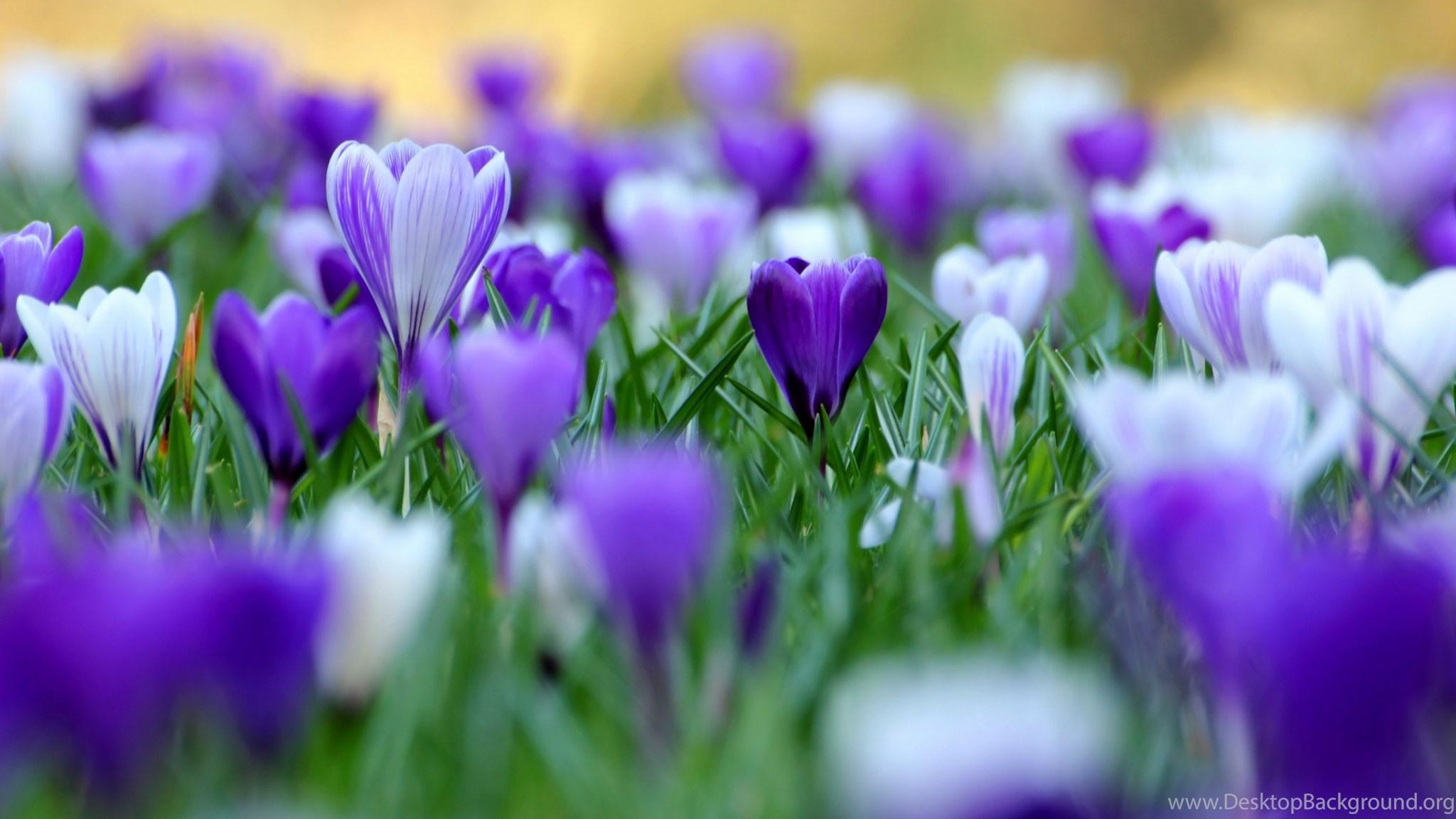 2048x1152 Beautiful Purple Flower Wallpaper High Definition : Flower. Desktop Background