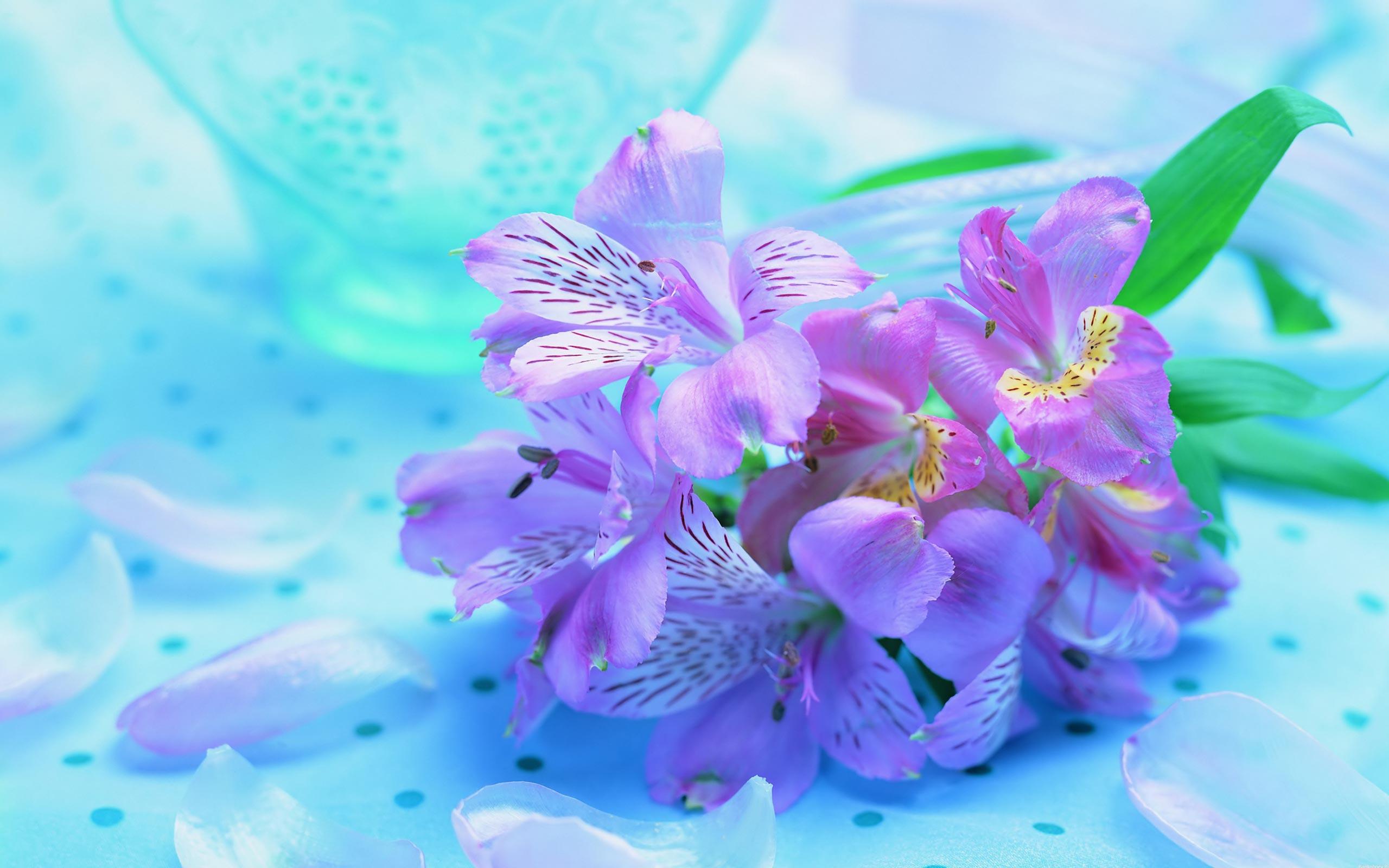 2560x1600 Purple spring flowers HD wallpaper