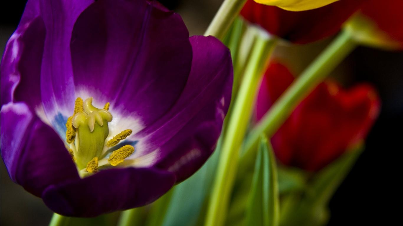 1366x768 Beautiful Purple Flower Wallpaper in jpg format for free download