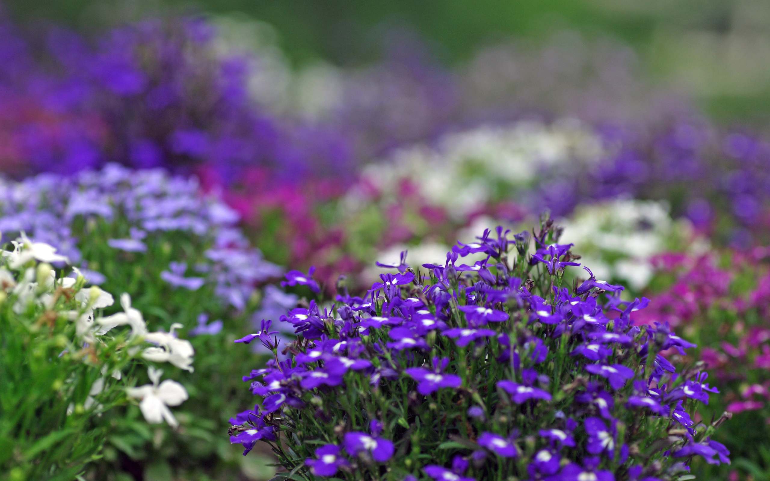 2560x1600 Beautiful Purple Flowers Garden HD Wallpaper