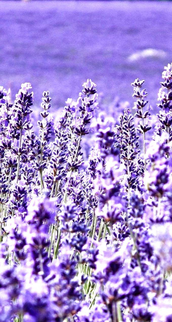 680x1272 √ Lavender Flower Background