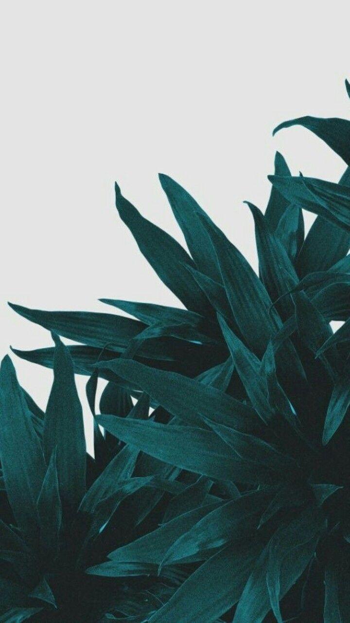 Featured image of post White And Green Aesthetic Background