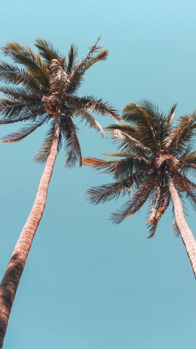 828x1472 Tropical Palms. Tree wallpaper iphone, Palm trees wallpaper, Tree wallpaper