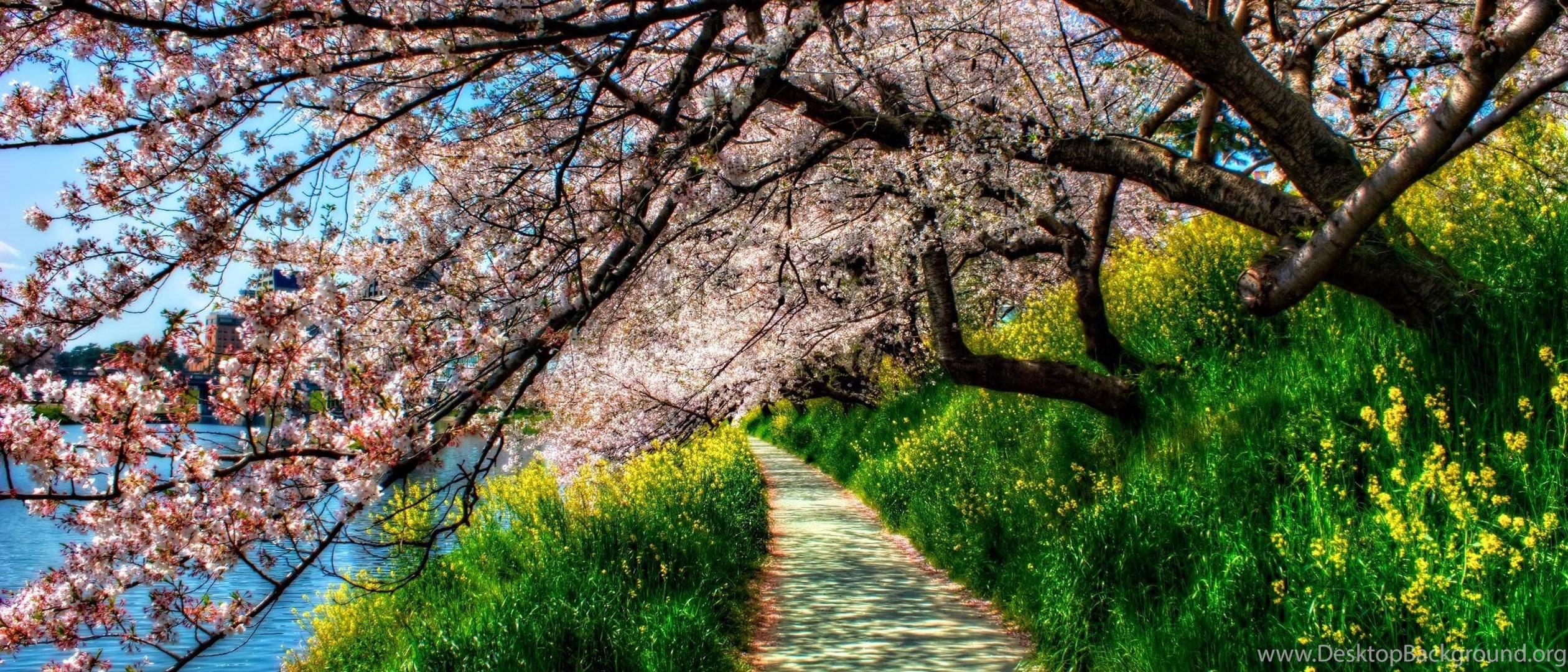2520x1080 Sakura Cherry Blossom HD 16:9 16:10 Desktop Wallpaper. Desktop Background