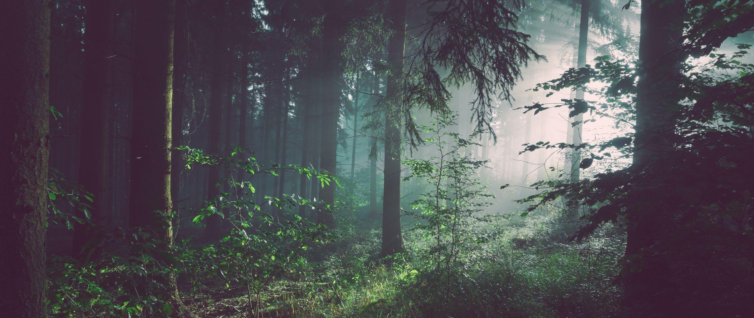 2560x1080 Download wallpaper 2560x1080 forest, trees, fog dual wide 1080p HD background