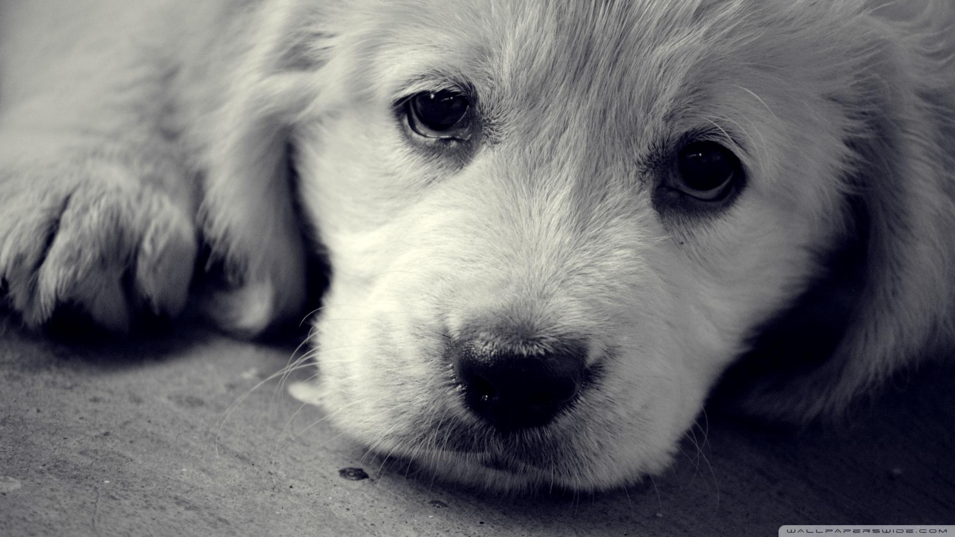 1920x1080 Sad Eyes Ultra HD Desktop Background Wallpaper for 4K UHD TV : Widescreen & UltraWide Desktop & Laptop : Tablet