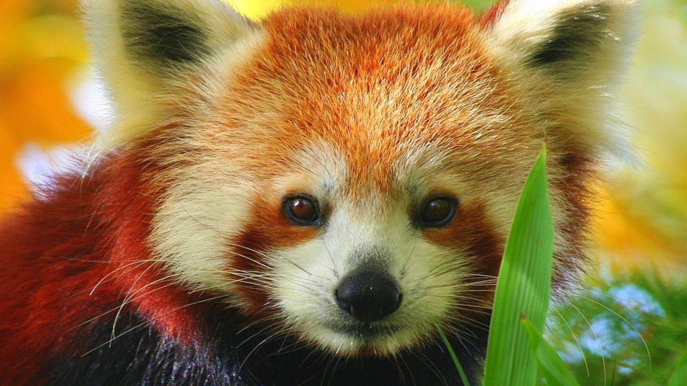 red panda wallpaper 1600x900