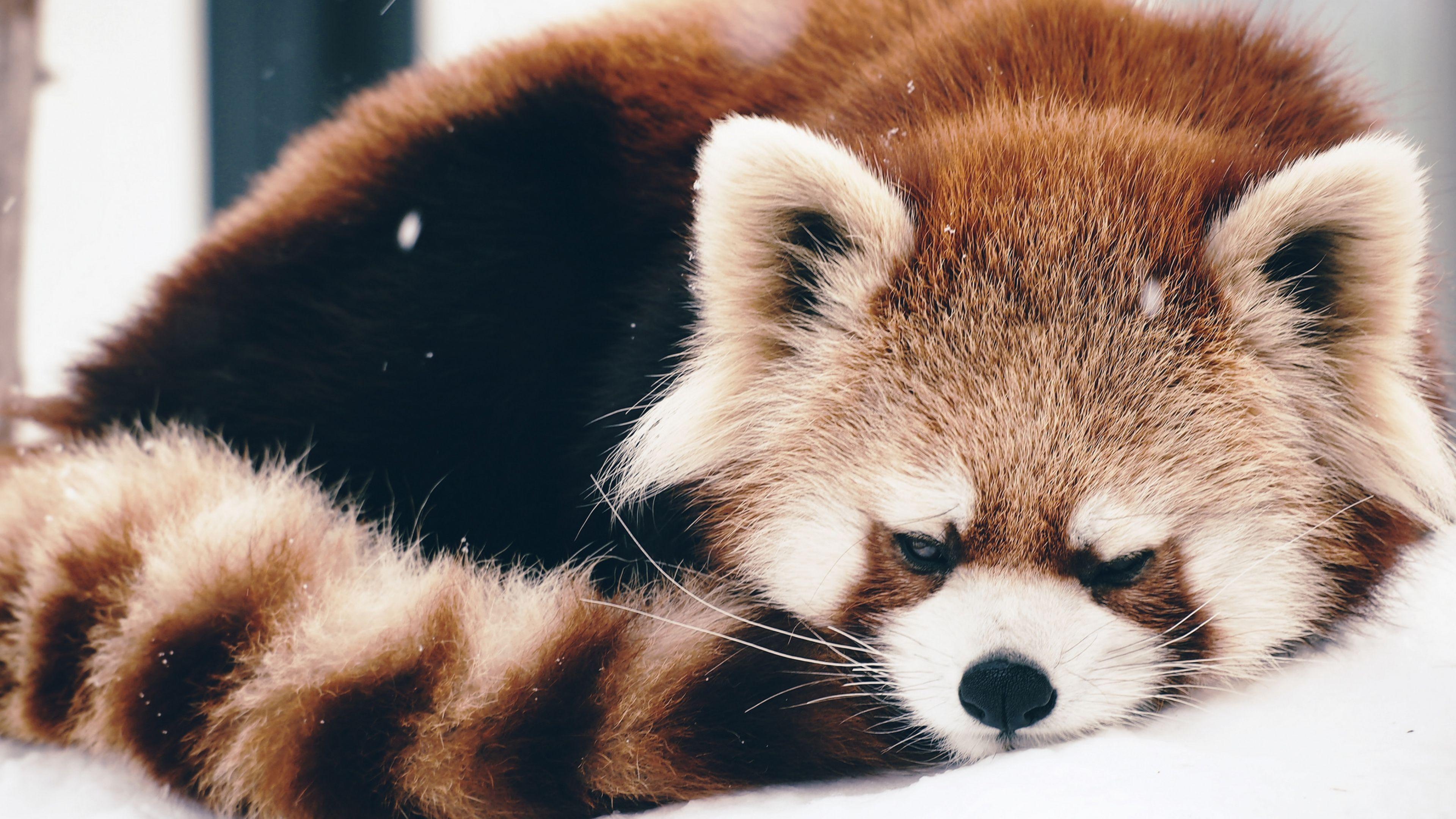 46 Baby Red Panda Wallpaper  WallpaperSafari