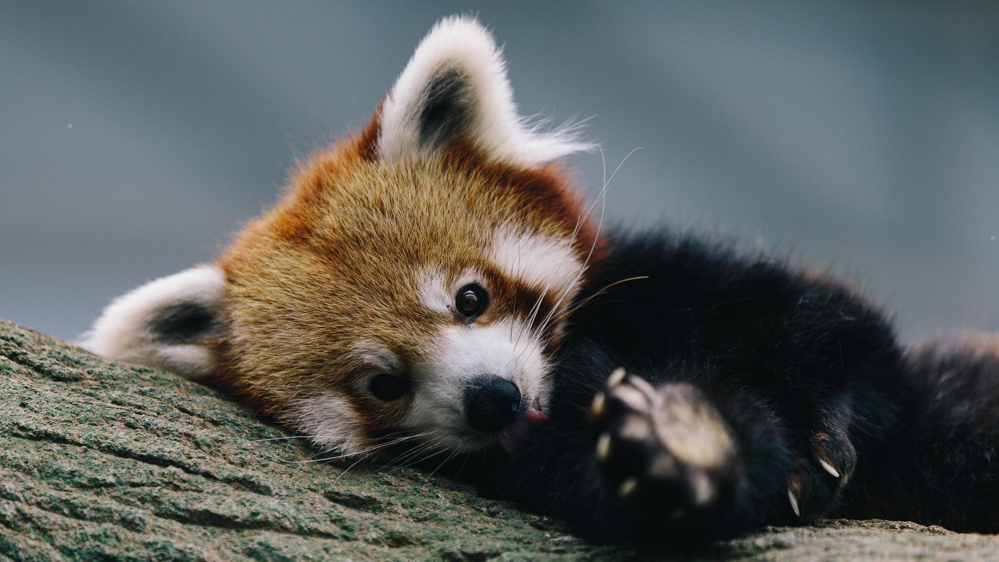 cute baby red panda