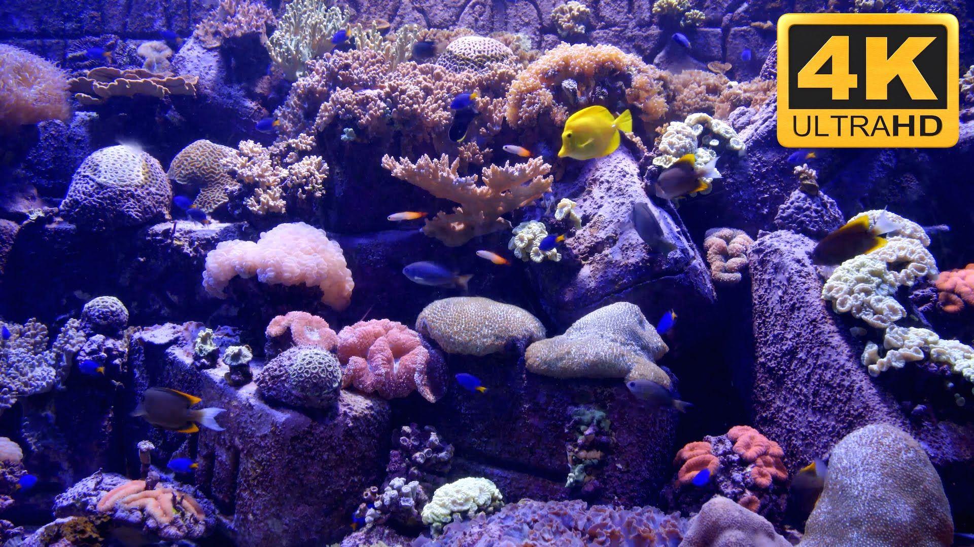 fish tank hd desktop