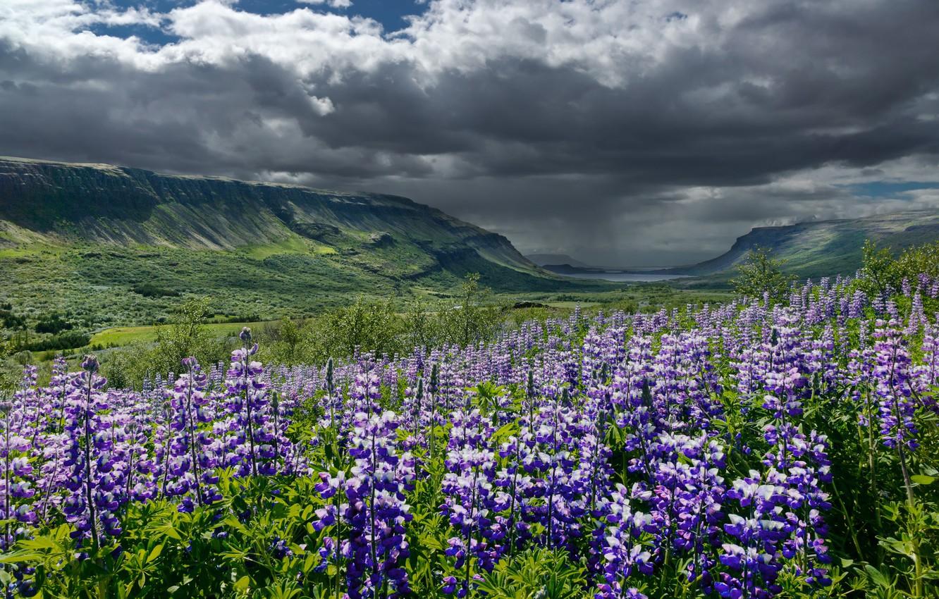 1332x850 Wallpaper summer, the sky, clouds, flowers, mountains, clouds, valley, Iceland, lupins image for desktop, section пейзажи