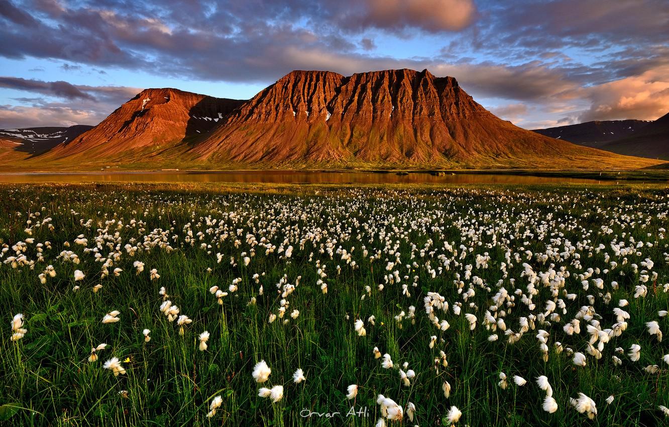 1332x850 Wallpaper summer, mountains, the evening, Iceland, July, marsh plant Cottongrass, Suganda fjord image for desktop, section пейзажи